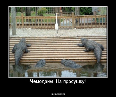 Чемоданы! На просушку!