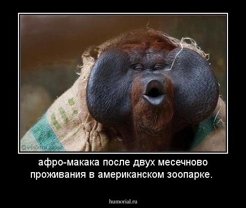 афро-макака после двух месечново проживания в американском зоопарке.
