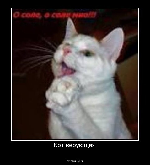 Кот верующих.