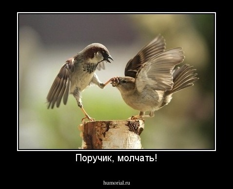 Поручик, молчать!