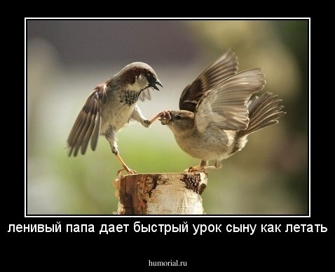 ленивый папа дает быстрый урок сыну как летать