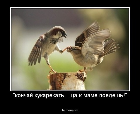 "кончай кукарекать,  ща к маме поедешь!"
