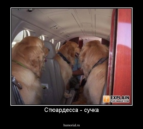 Стюардесса - сучка