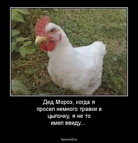 Дед Мороз,  когда я просил немного травки и цыпочку, я не то имел ввиду... 