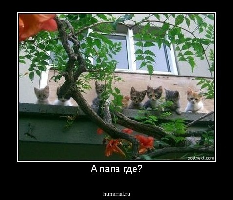 А папа где?