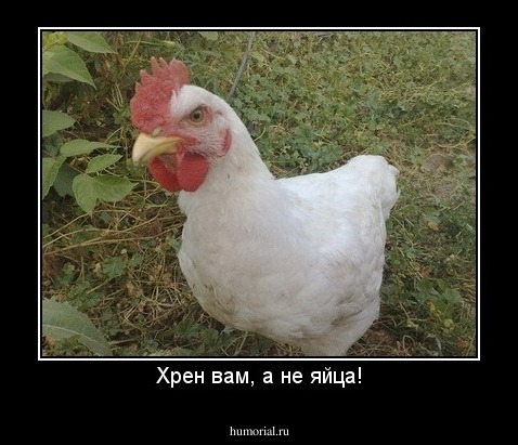 Хрен вам, а не яйца!