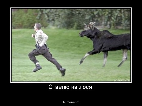 Ставлю на лося!