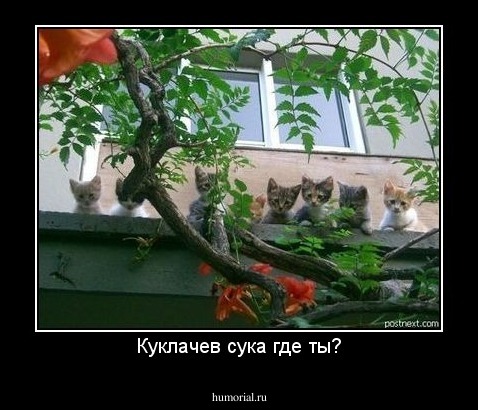 Куклачев сука где ты?