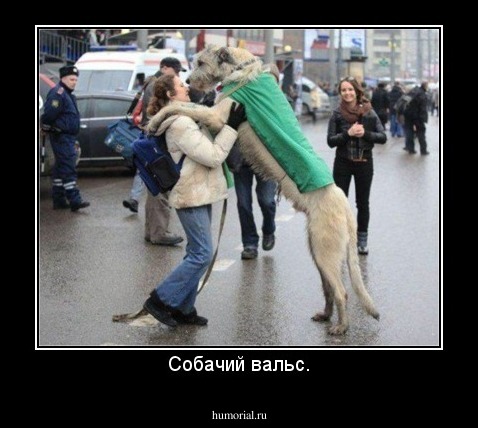 Собачий вальс.