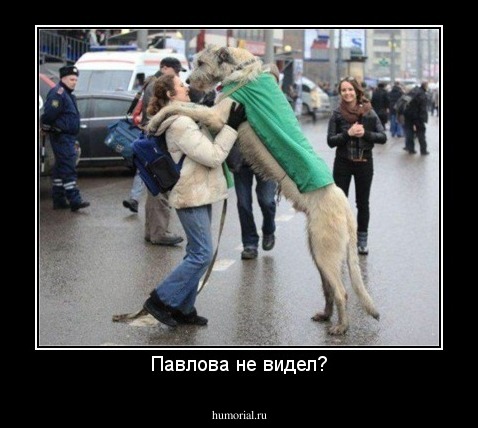 Павлова не видел?