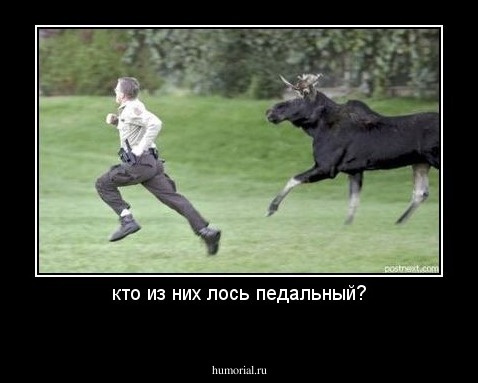 кто из них лось педальный?
