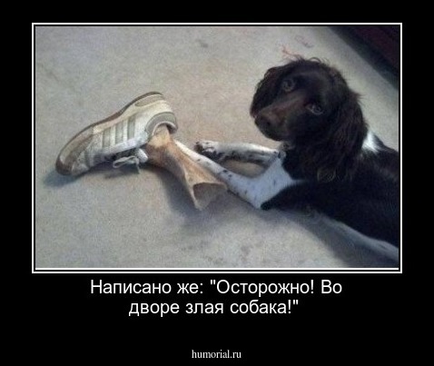 Написано же: "Осторожно! Во дворе злая собака!"