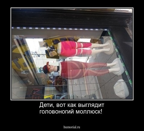 Дети, вот как выглядит головоногий моллюск!