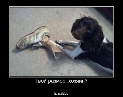 Твой размер, хозяин?