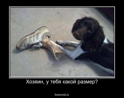 Хозяин, у тебя какой размер?