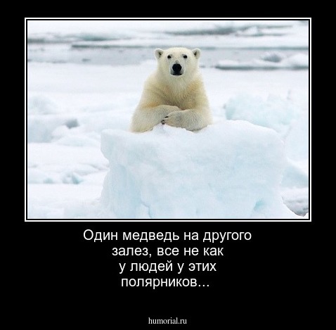 Один медведь на другого залез, все не как у людей у этих полярников...