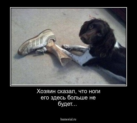 Хозяин сказал, что ноги его здесь больше не будет...