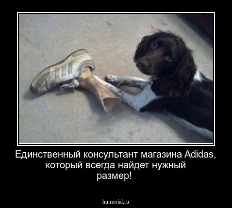 Единственный консультант магазина Adidas, который всегда найдет нужный размер!