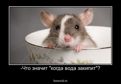 -Что значит "когда вода закипит"?