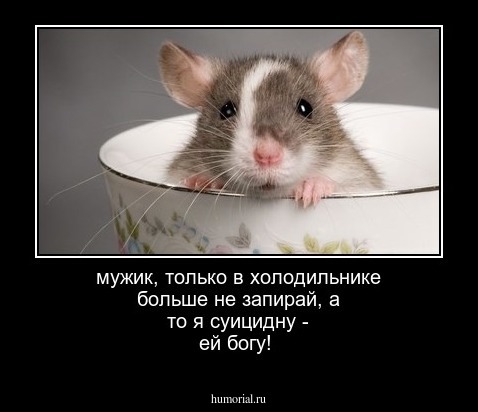 мужик, только в холодильнике больше не запирай, а то я суицидну - ей богу!