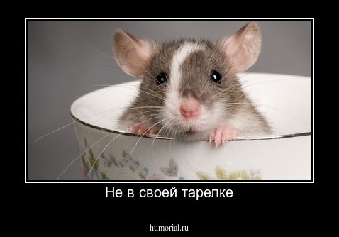 Не в своей тарелке