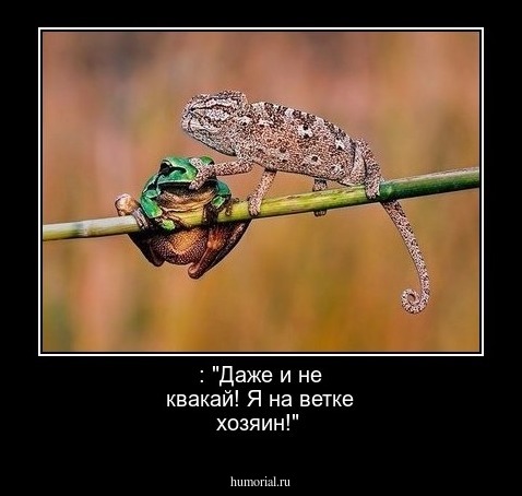  : "Даже и не квакай! Я на ветке хозяин!"