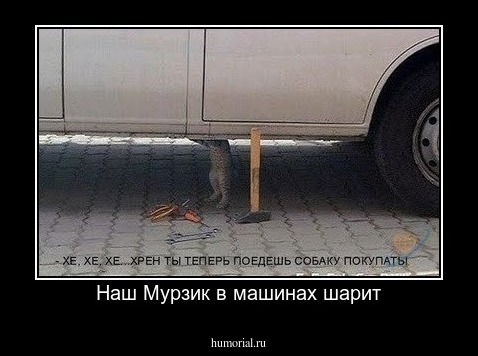 Наш Мурзик в машинах шарит