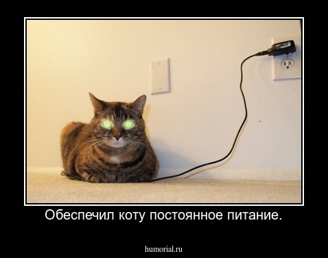 Обеспечил коту постоянное питание.