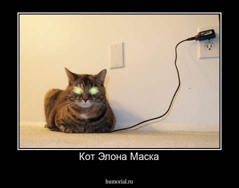 Кот Элона Маска