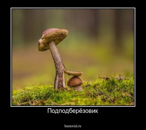 Подподберёзовик