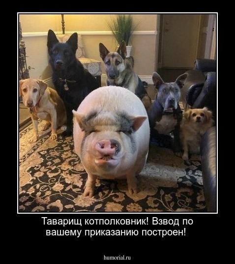 Таварищ котполковник! Взвод по вашему приказанию  построен!
