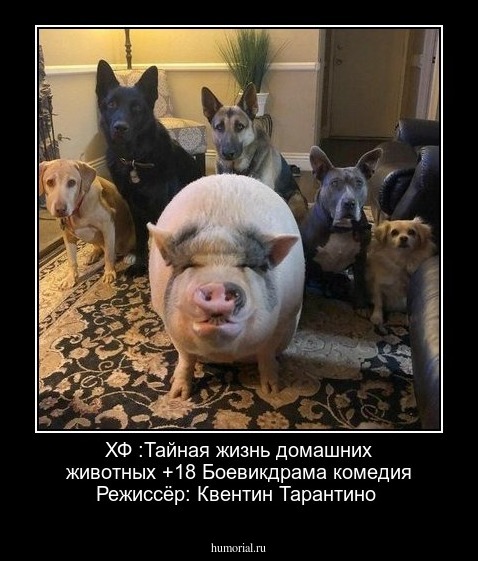 Х\Ф :Тайная жизнь домашних животных +18
Боевик\драма комедия
Режиссёр: Квентин Тарантино