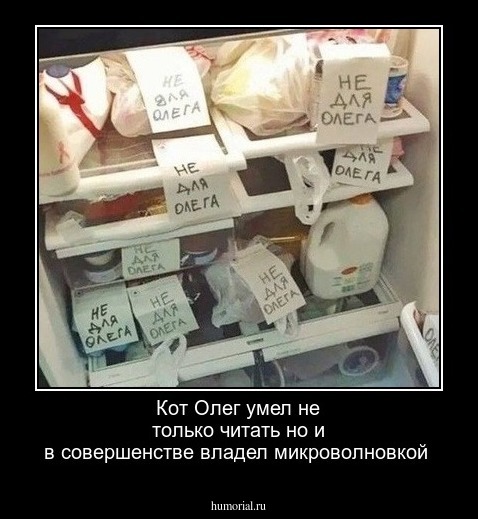 Кот Олег умел не только читать но и в совершенстве владел микроволновкой