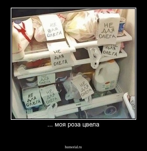 ... моя роза цвела
