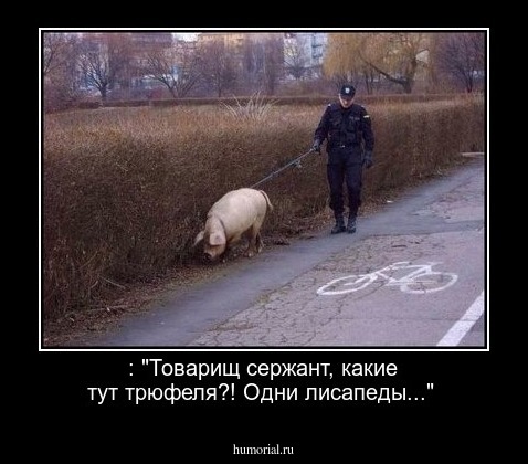 : "Товарищ сержант, какие тут трюфеля?! Одни лисапеды..."