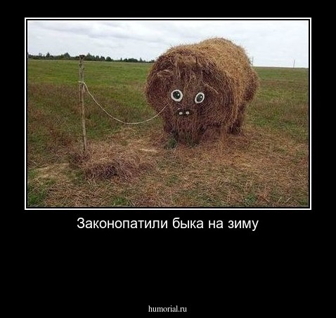 Законопатили быка на зиму


