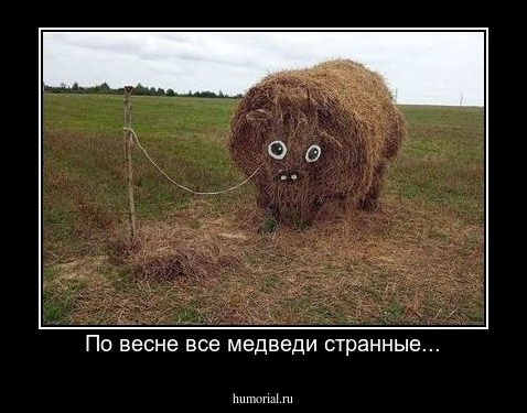 По весне все медведи странные...