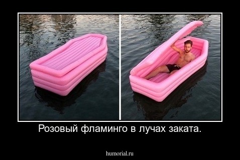 Розовый фламинго в лучах заката.