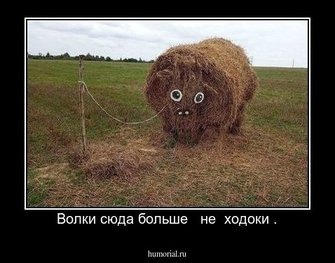 Волки сюда больше   не  ходоки .