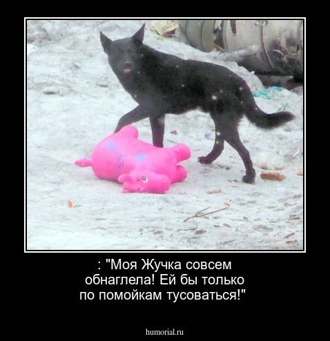 : "Моя Жучка совсем обнаглела! Ей бы только по помойкам тусоваться!"
