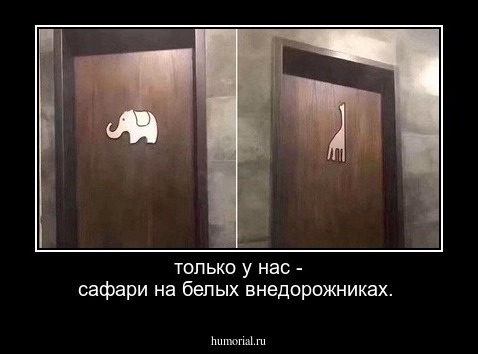 только у нас - сафари на белых внедорожниках.
