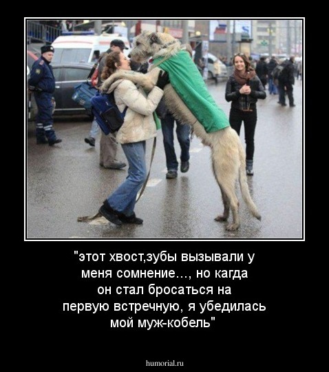 "этот хвост,зубы вызывали у меня сомнение..., но кагда он стал бросаться на первую встречную, я убедилась мой муж-кобель"