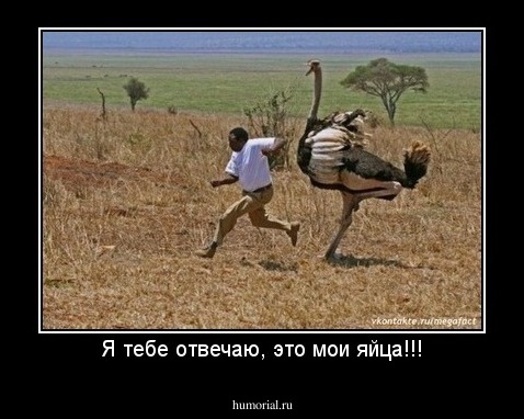 Я тебе отвечаю, это мои яйца!!!