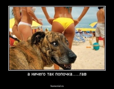 а ничего так попочка.....гав