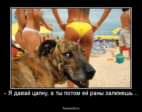 - Я давай цапну, а ты потом ей раны залижешь...