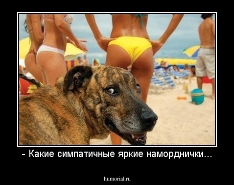 - Какие симпатичные яркие наморднички...