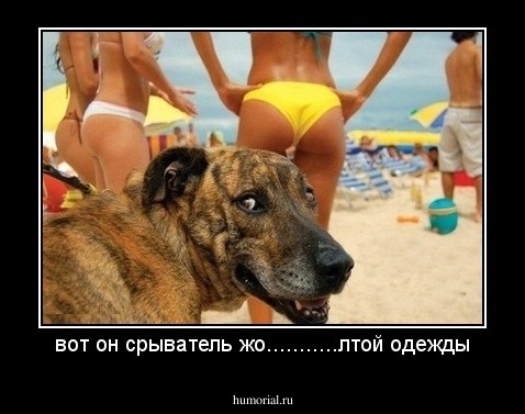 вот он срыватель жо...........лтой одежды