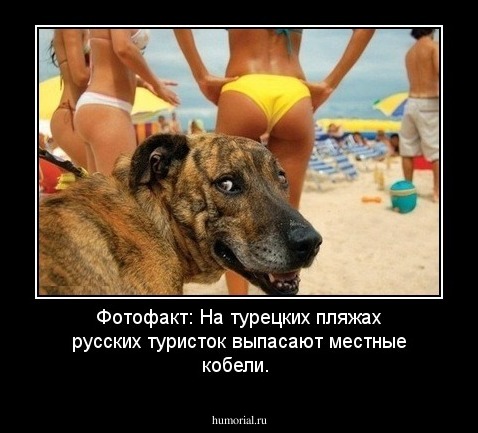 Фотофакт: На турецких пляжах русских туристок выпасают местные кобели.