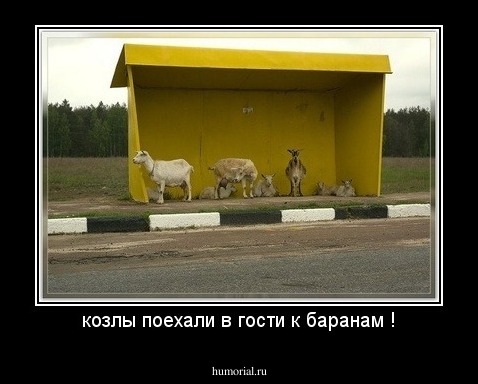 козлы поехали в гости к баранам !