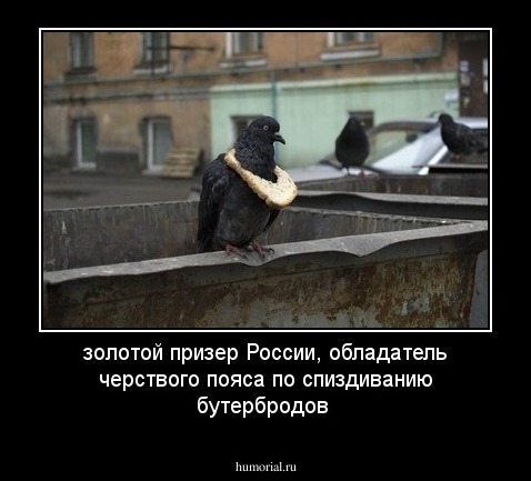 золотой призер России, обладатель черствого пояса по спиздиванию бутербродов